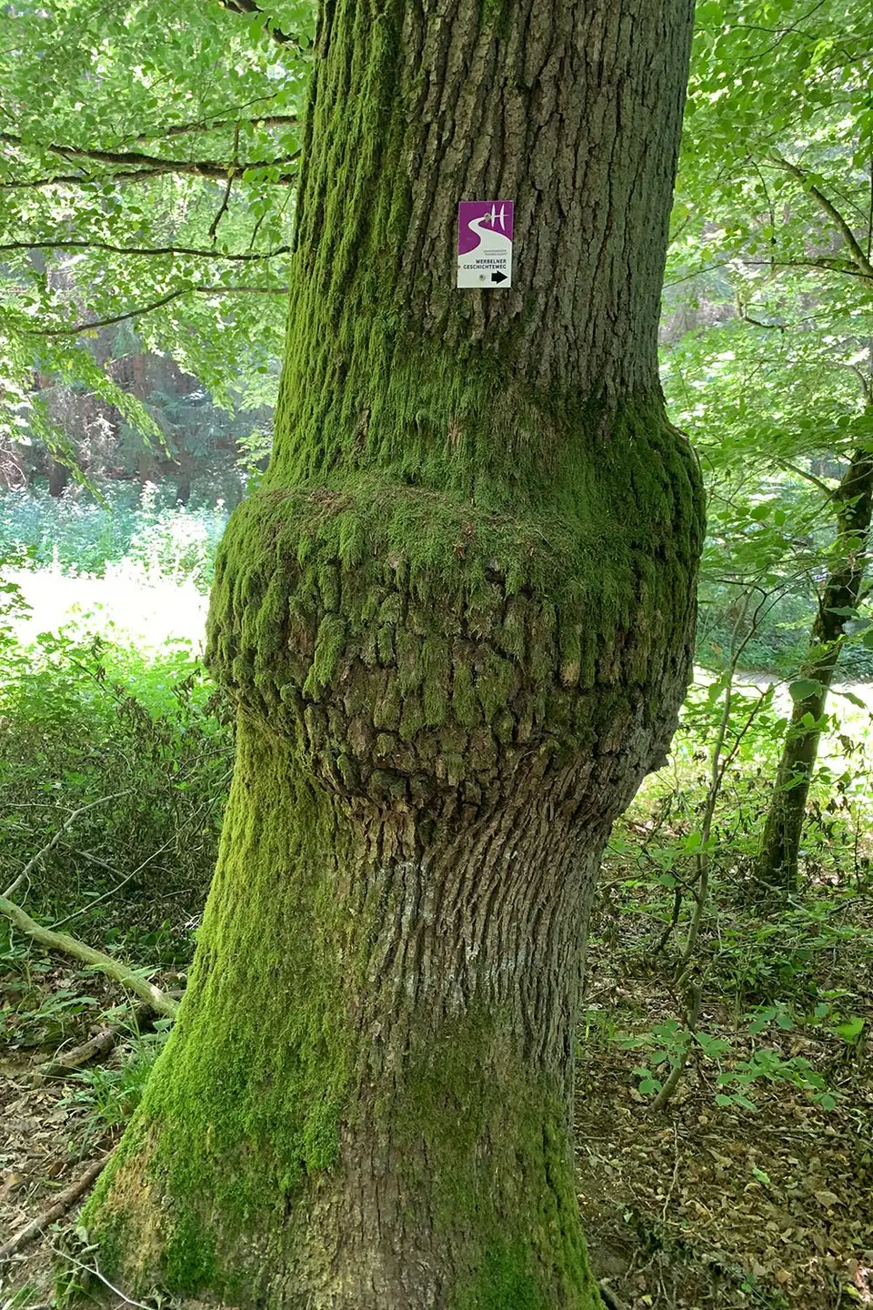 Traumschleife Werbelner-Geschichte-Weg – Impression 2