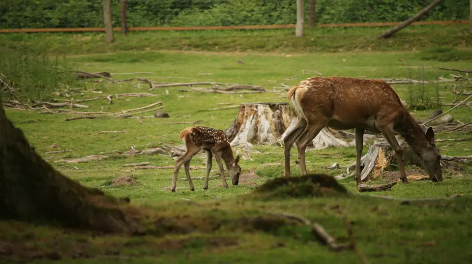 Wildpark Differten