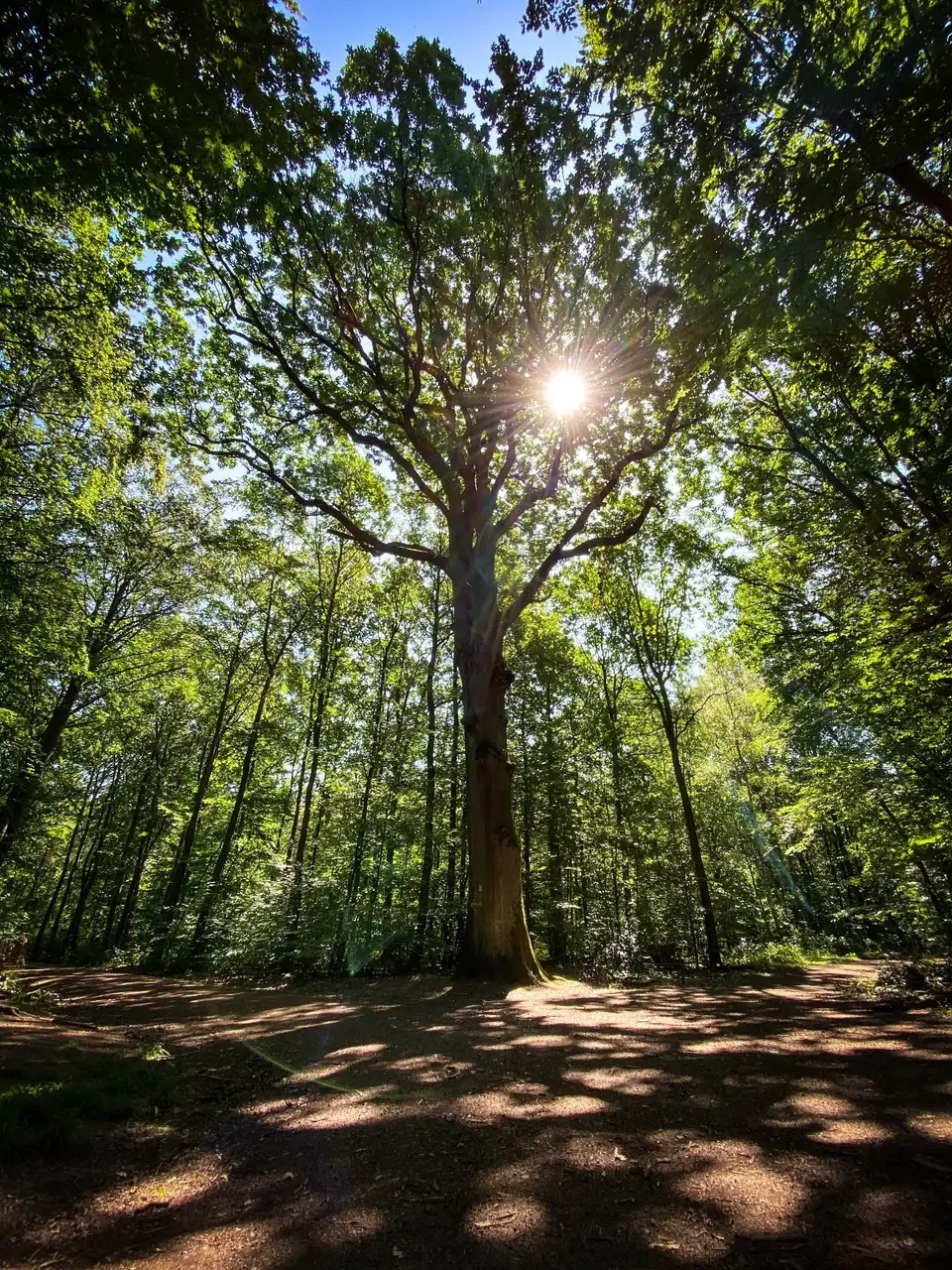Traumschleife Waldzeit – Impression 4